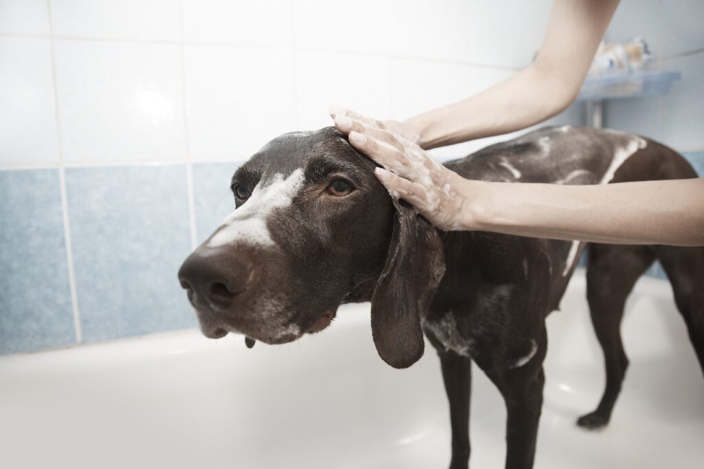 soin pour chien