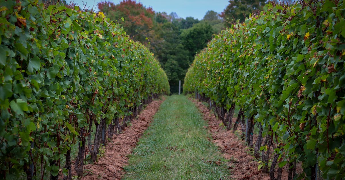 découvrez comment investir dans le vin : conseils, avantages et astuces pour débutants et passionnés. optimisez votre portefeuille avec l’investissement dans les grands crus.