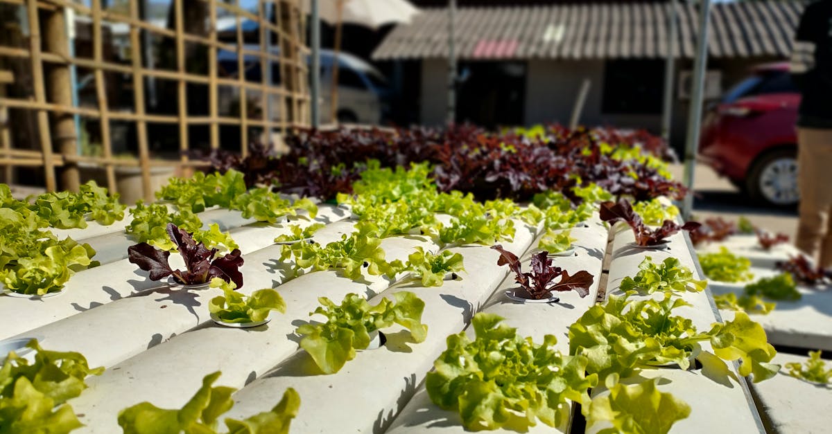 découvrez l'aquaponie, une méthode durable combinant culture de plantes et élevage de poissons pour un jardinage écologique et productif.