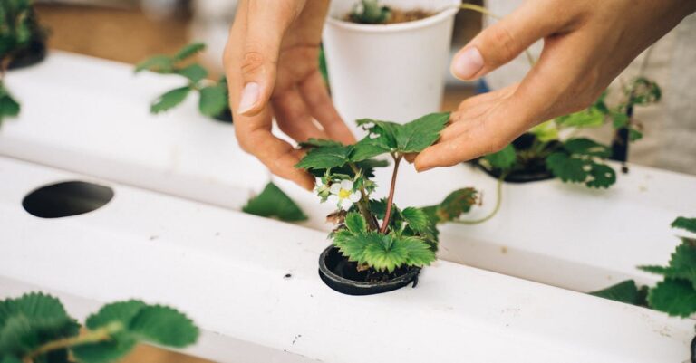 découvrez l'aquaponie, une méthode durable combinant culture de plantes et élevage de poissons pour un écosystème autonome et éco-responsable.