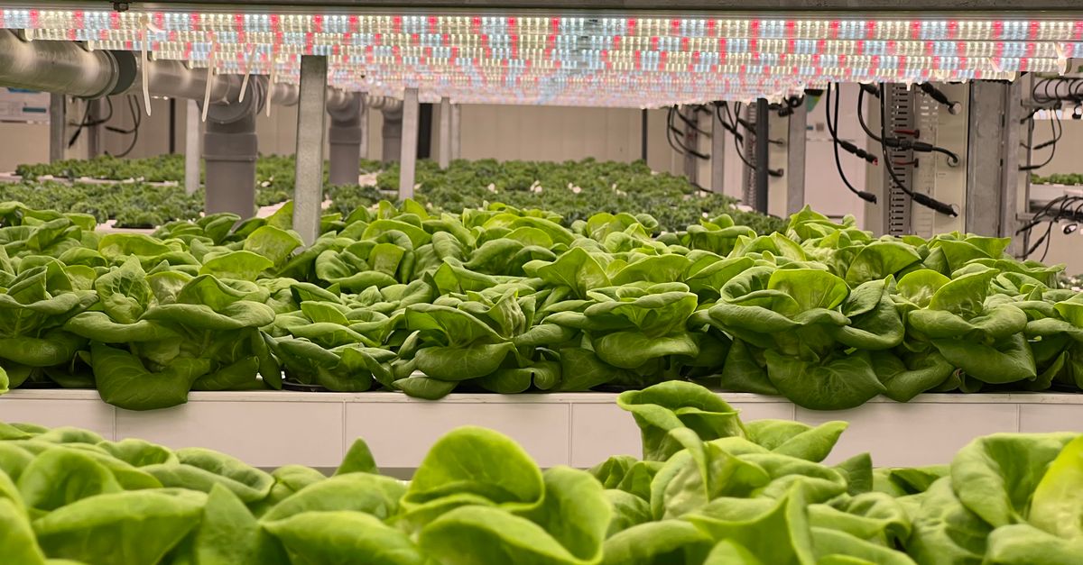 découvrez l'agriculture écologique innovante : des méthodes durables et respectueuses de l'environnement pour produire autrement et préserver la planète.