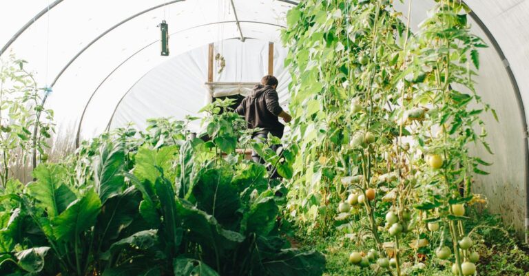 découvrez l'agriculture écologique innovante, une approche durable alliant respect de l'environnement et techniques modernes pour une production responsable et saine.