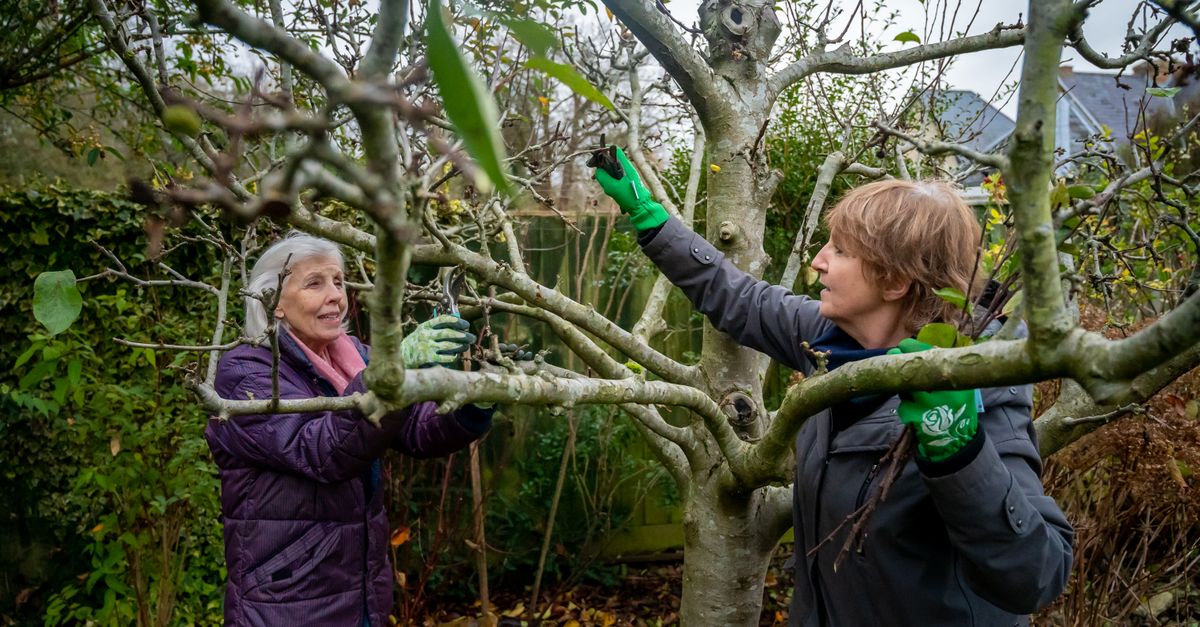 découvrez les meilleures techniques de taille pour entretenir vos arbres et arbustes, favoriser leur croissance et améliorer leur santé.