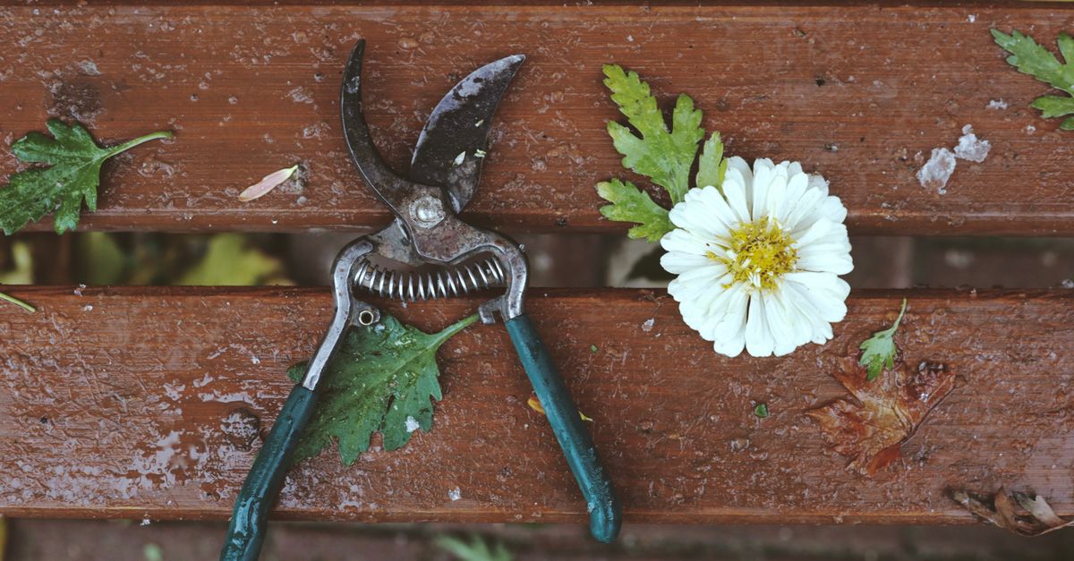conseils et techniques pour l'élagage : guide complet pour tailler vos arbres et arbustes afin de favoriser leur croissance et leur santé.